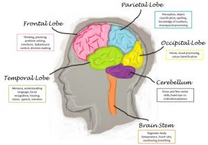 Cognitive effects of a brain injury - Brain Injury Is Big